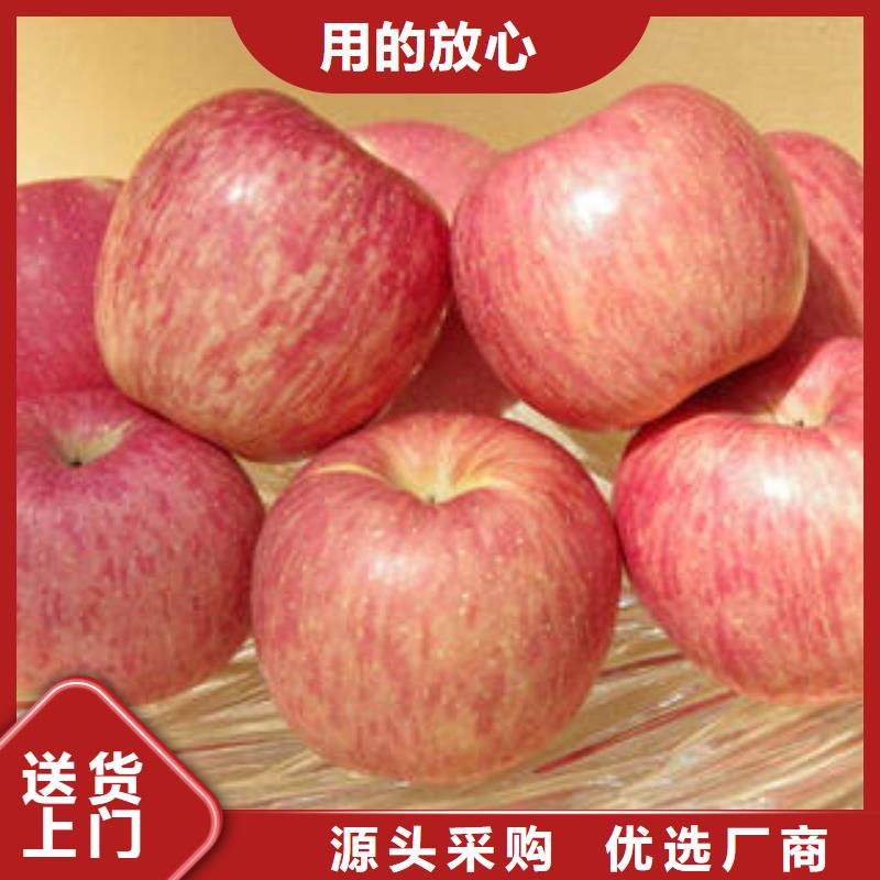 紅富士蘋果,紅富士蘋果批發(fā)供應(yīng)采購工廠直供