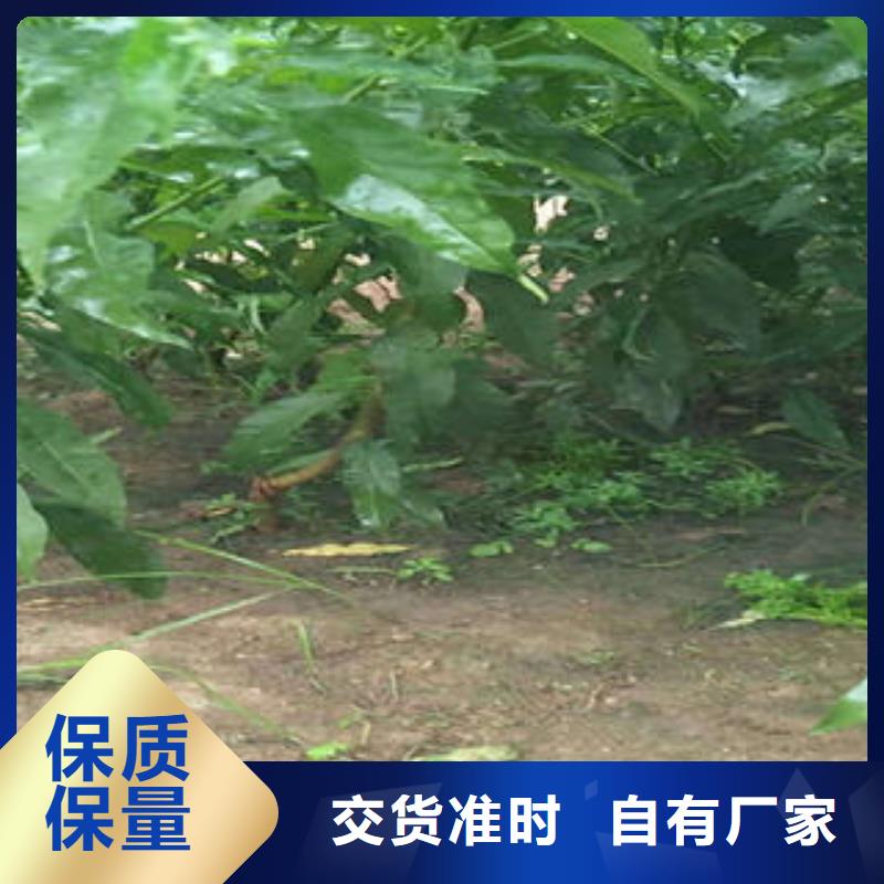 桃树苗花椒苗满足客户需求满足多种行业需求