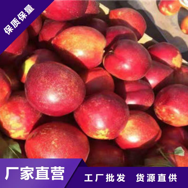 桃树苗_梨树苗厂家案例值得信赖