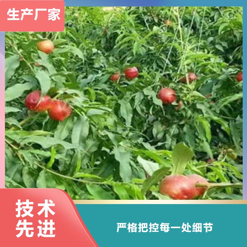 桃树苗梨树苗产地货源品类齐全