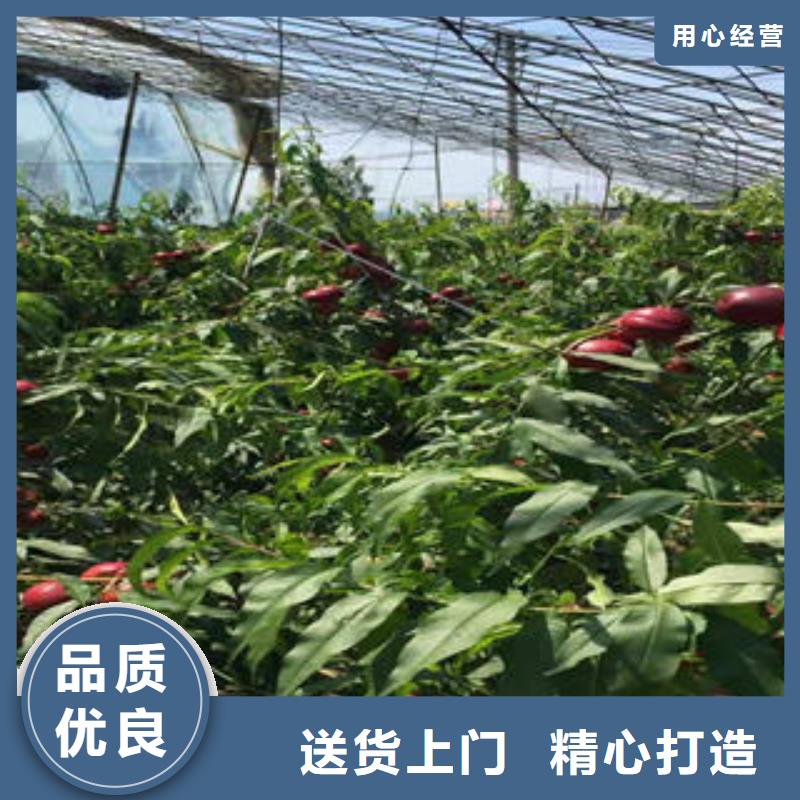 桃樹苗花椒苗閃電發(fā)貨當(dāng)?shù)胤?wù)商