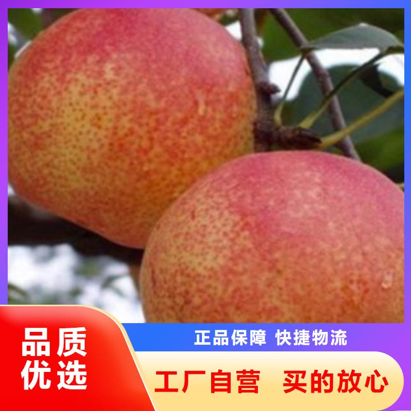 梨树苗,【核桃苗】用心做好细节多年厂家可靠