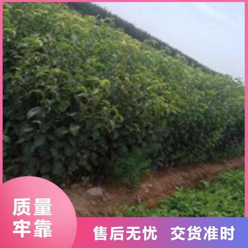 梨樹苗【花椒苗】今日新品放心得選擇