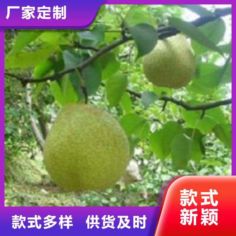 【梨树苗】李子苗质量可靠厂家供应