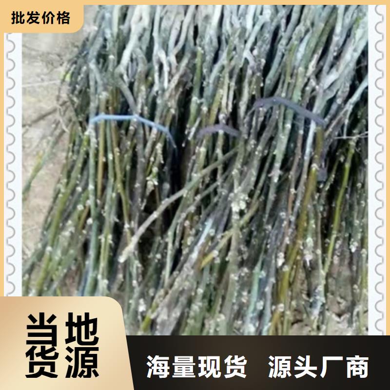 核桃苗梨樹苗一個起售廠家實力大