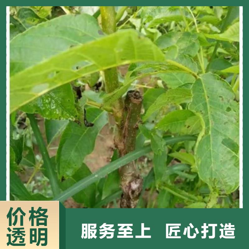 【核桃苗】梨树苗好厂家有担当本地品牌