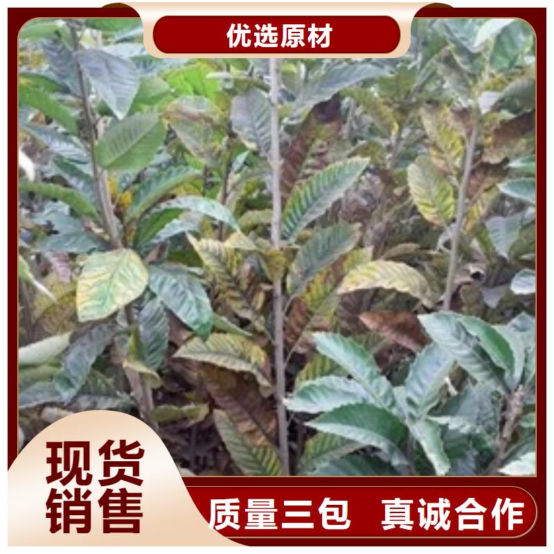 板栗苗梨树苗现货充足量大优惠货源充足