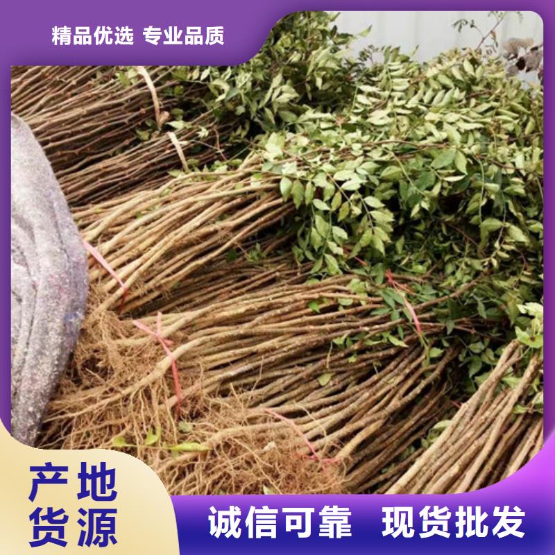【花椒苗】李子苗全新升級品質(zhì)保障當(dāng)?shù)貜S家值得信賴