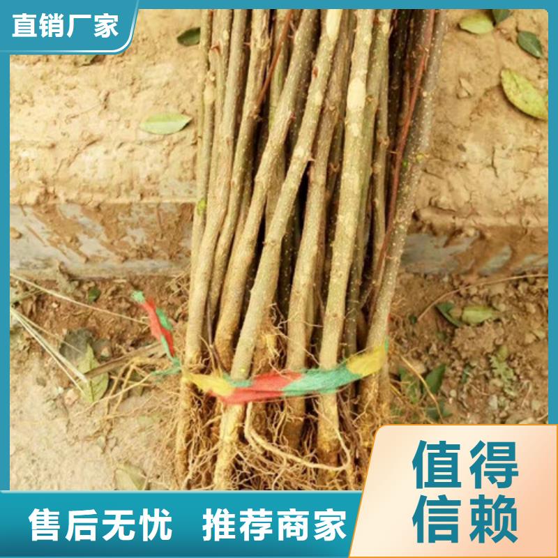 花椒苗一个起售厂家技术完善