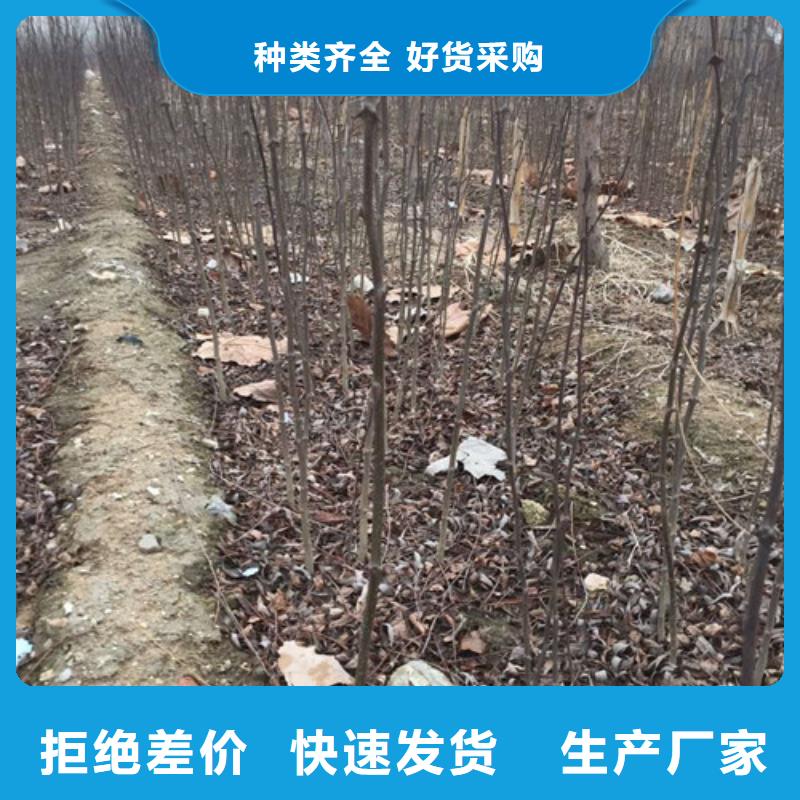 【花椒苗_核桃苗實力廠商】本地制造商