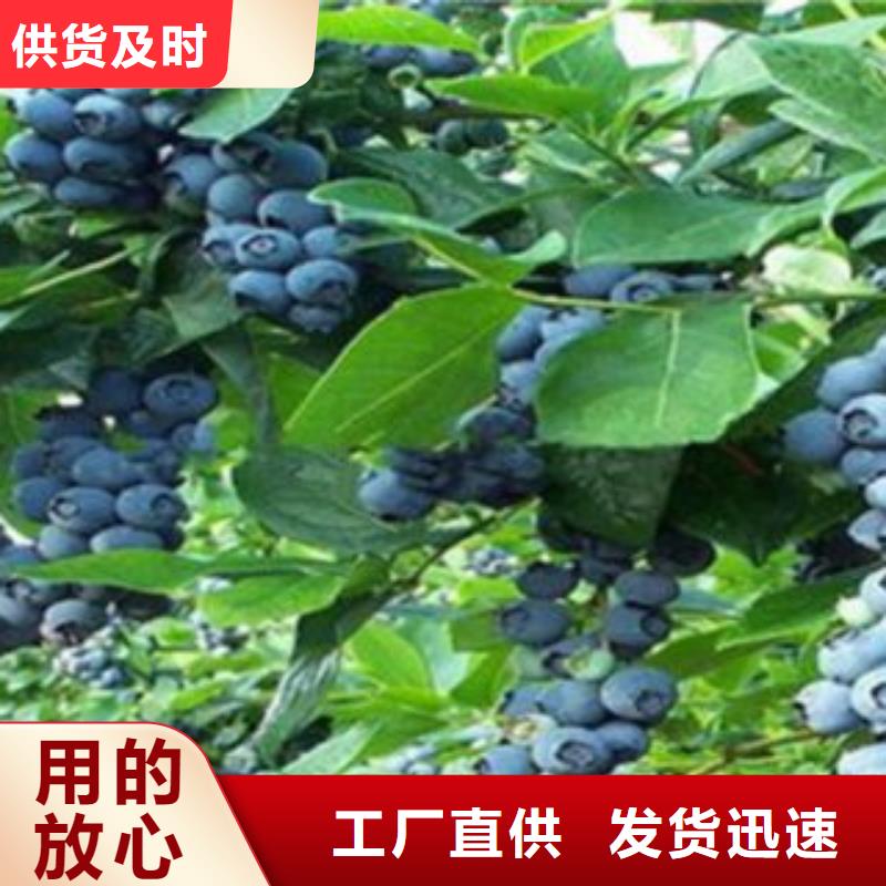 藍(lán)莓苗花椒苗專注細(xì)節(jié)使用放心當(dāng)?shù)貜S家