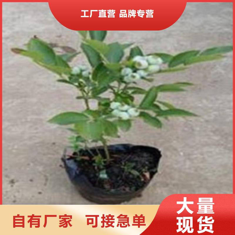 【蓝莓苗】苹果苗我们更专业当地公司
