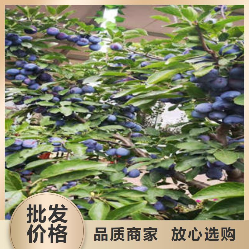 李子苗_花椒苗采購口碑好實力強