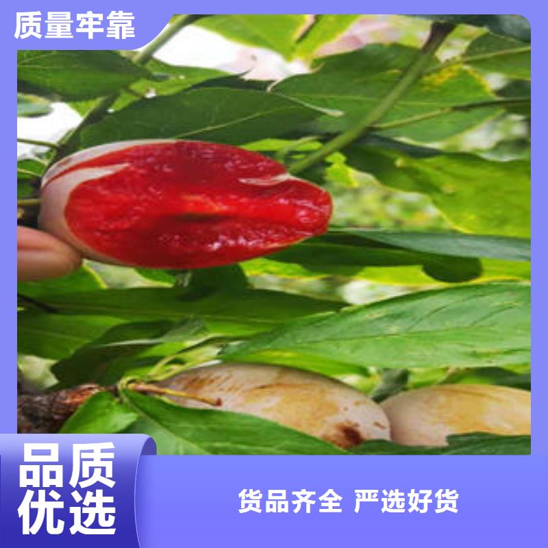 李子苗山楂苗實體廠家大量現(xiàn)貨精選廠家好貨