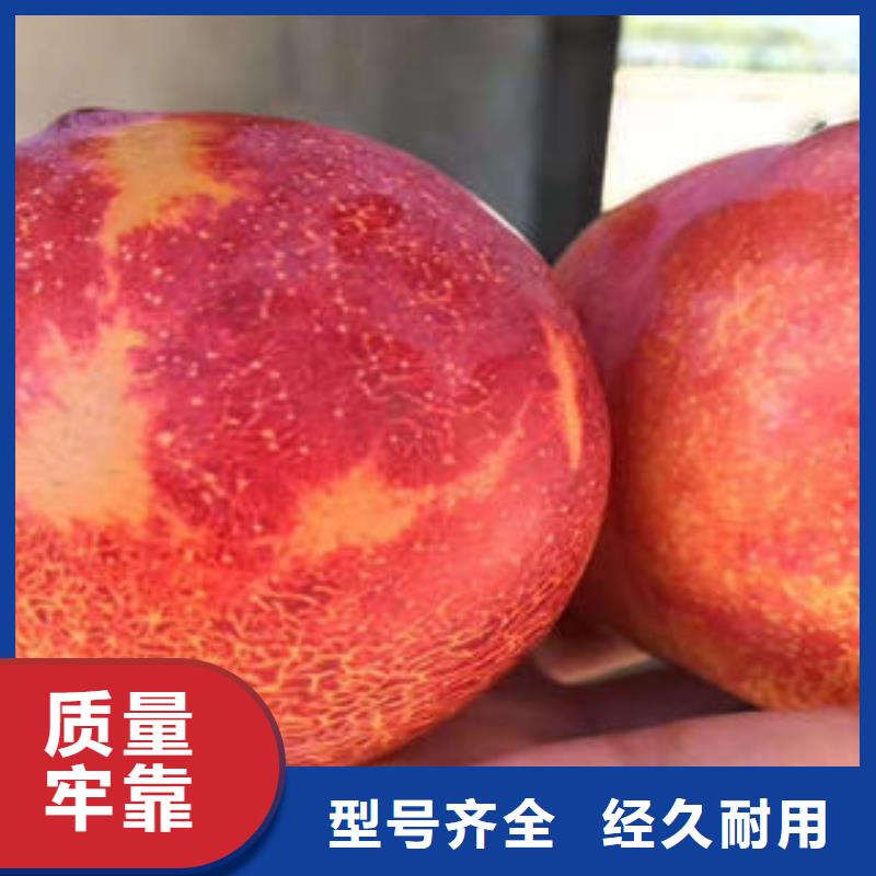 李子苗梨树苗严格把控每一处细节同城公司