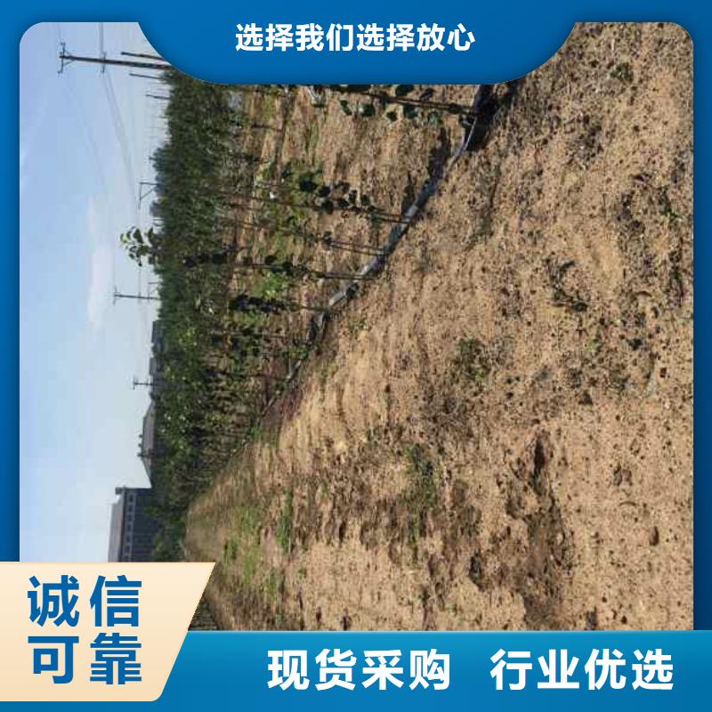 苹果苗梨树苗值得买精益求精
