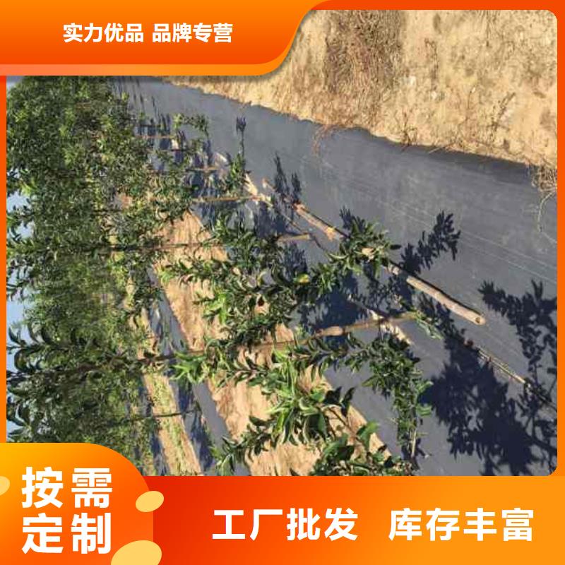 蘋果苗-核桃苗海量庫存物流配貨上門