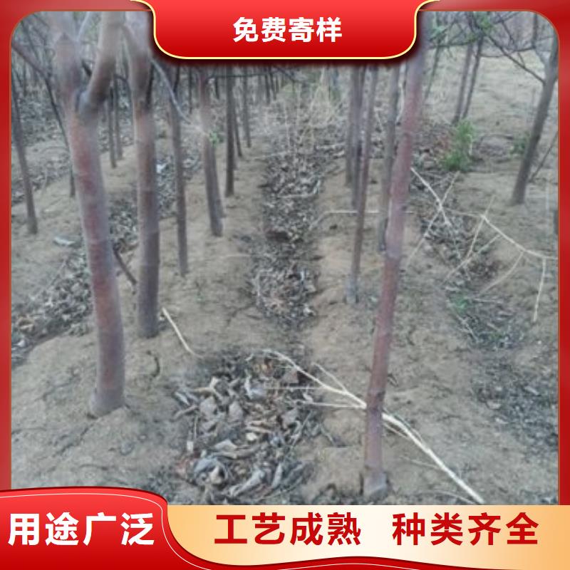 苹果苗,山楂苗优质货源的图文介绍