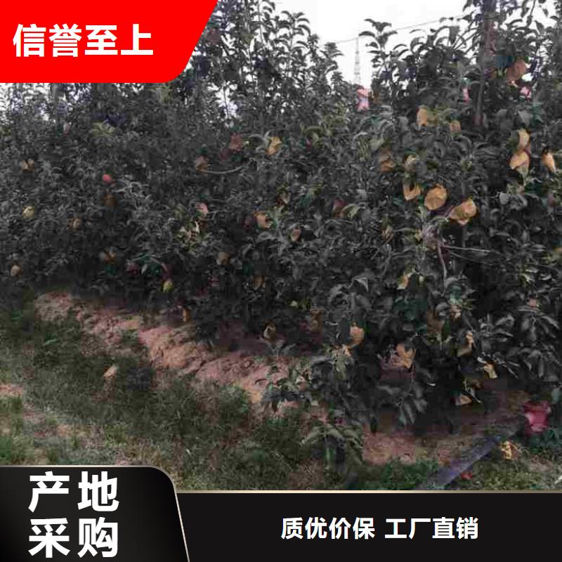 蘋果苗葡萄苗極速發(fā)貨送貨上門