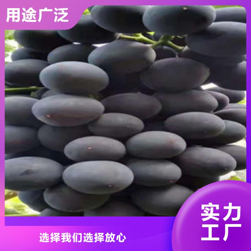 【葡萄苗】山楂苗有口皆碑专业厂家
