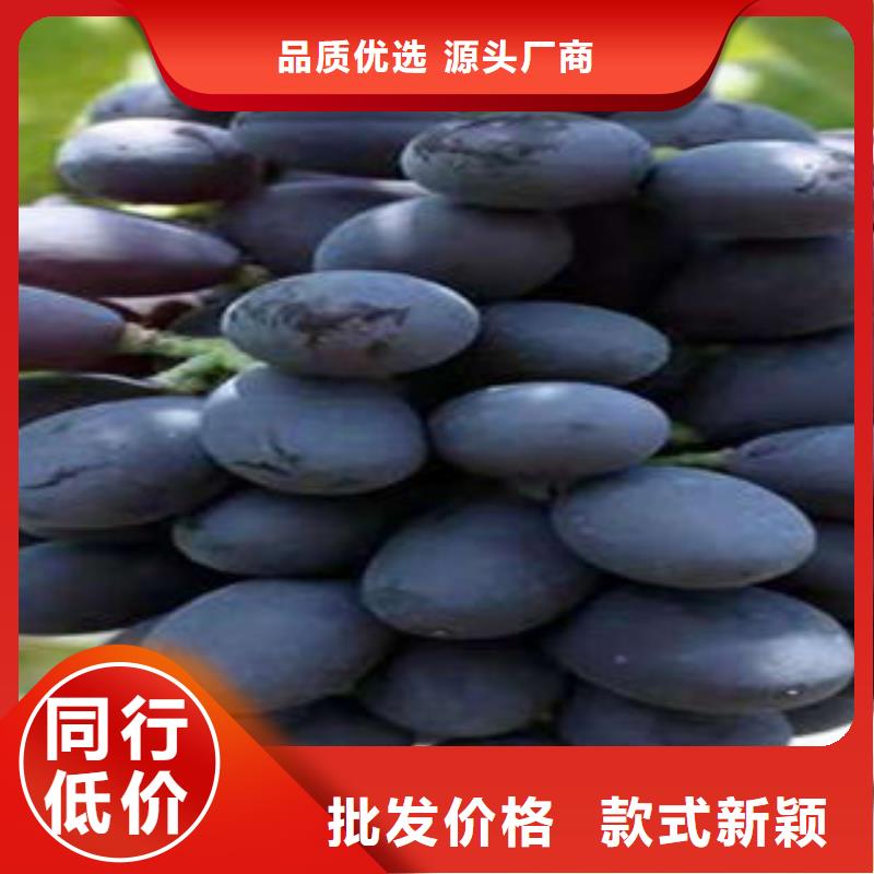 葡萄苗藍莓苗值得信賴當?shù)胤?wù)商