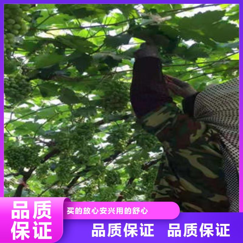 【葡萄苗,花椒苗安装简单】专业生产厂家
