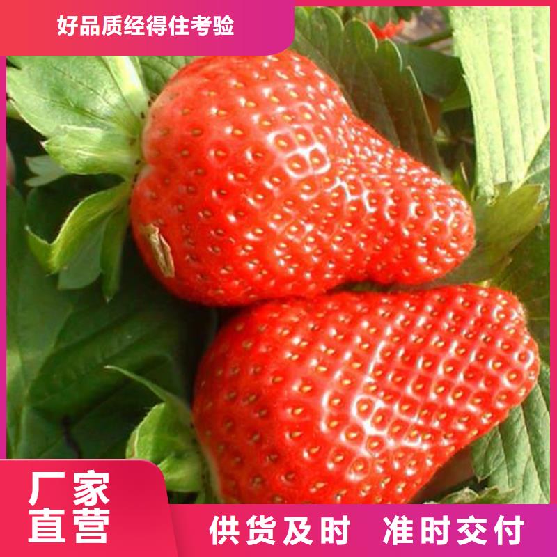 草莓苗李子苗多年行業(yè)經(jīng)驗款式多樣