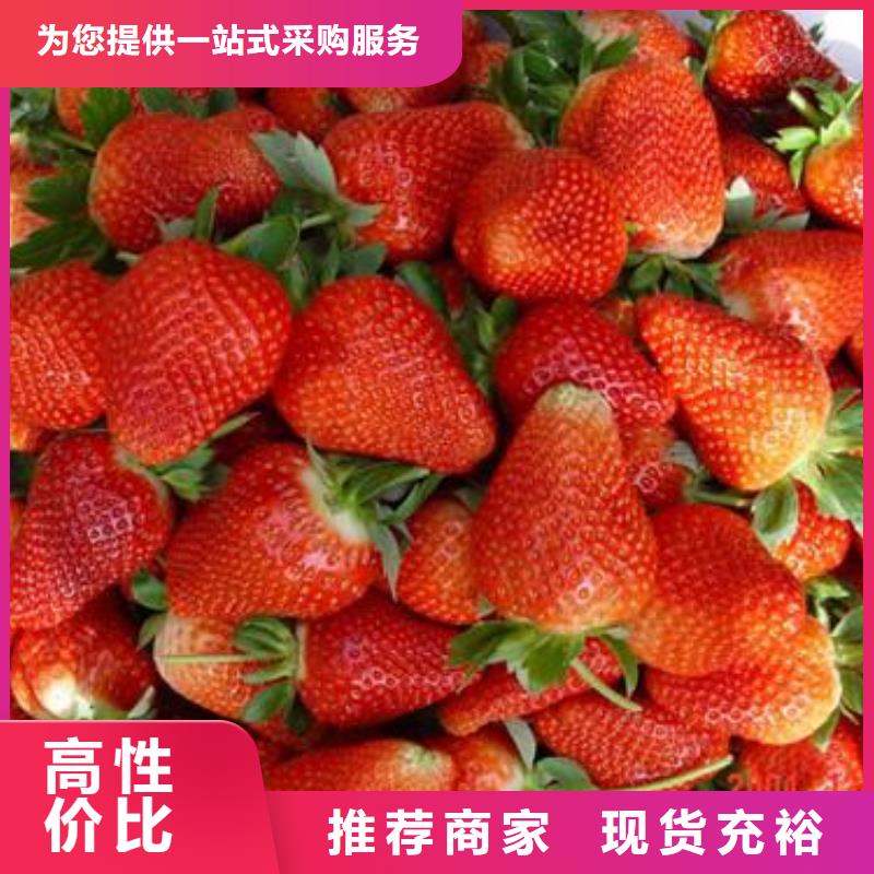 【草莓苗】梨樹苗好品質(zhì)經(jīng)得住考驗本地經(jīng)銷商