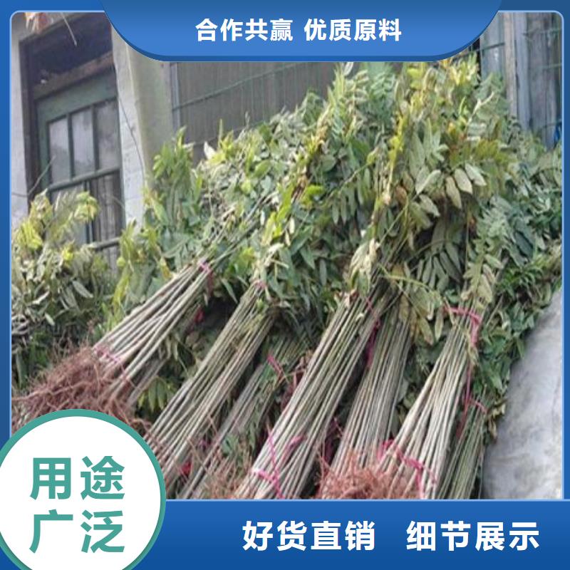 香椿苗【蘋果苗】商家同城供應商