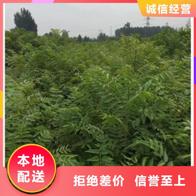 【香椿苗-花椒苗质优价保】实力派厂家