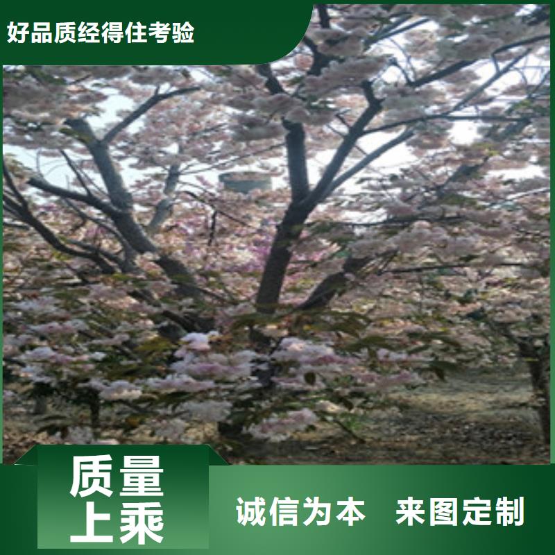 櫻花_【藍(lán)莓苗】品牌大廠家口碑好實(shí)力強(qiáng)