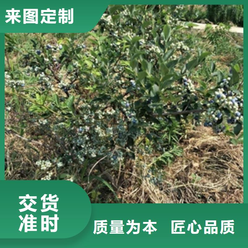 藍(lán)莓苗【綠化樹(shù)綠化工程】用品質(zhì)贏得客戶信賴準(zhǔn)時(shí)交付