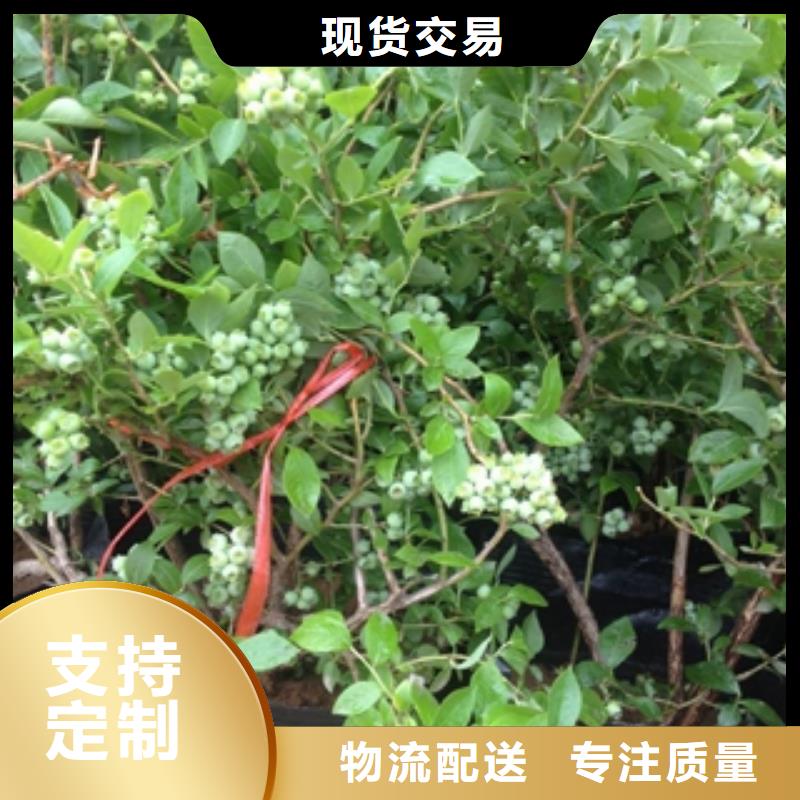 【藍(lán)莓苗】占地果樹(shù)品質(zhì)保障售后無(wú)憂優(yōu)良材質(zhì)