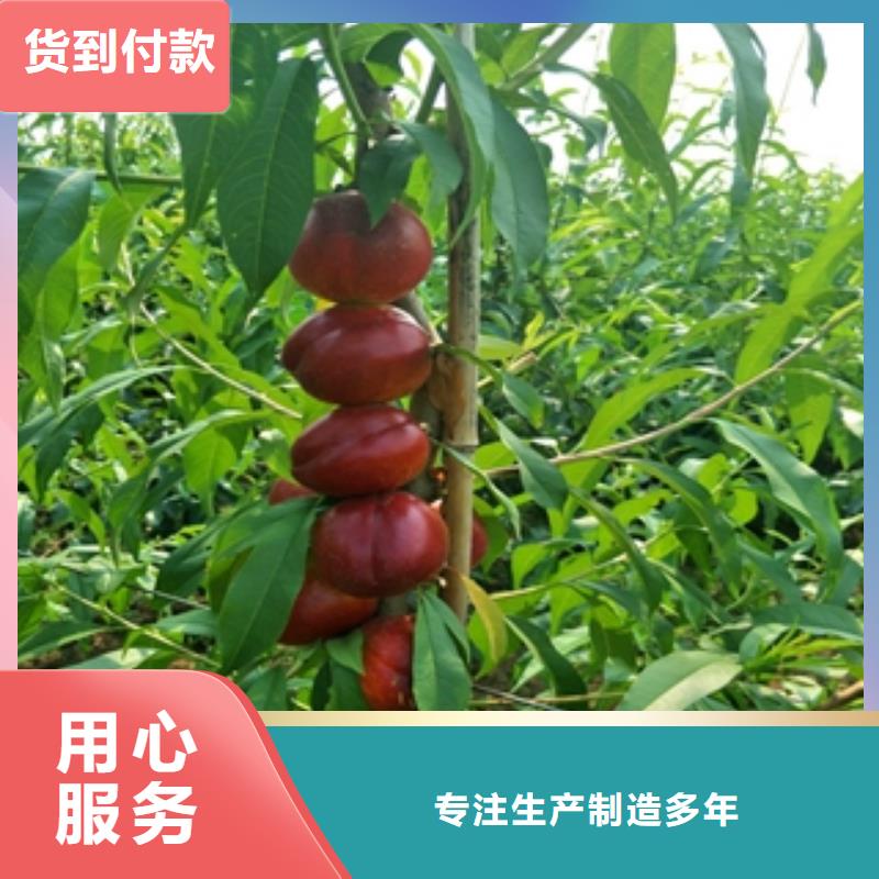 桃樹(shù)核桃苗櫻花苗長(zhǎng)果桑樹(shù)苗層層質(zhì)檢同城服務(wù)商