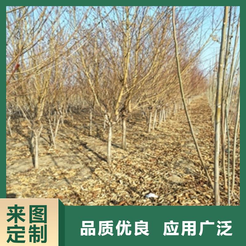 【桃樹(shù)-碧桃適用范圍廣】本地品牌