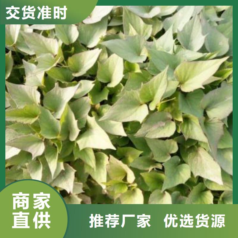 紫薯苗子圖片實(shí)力廠(chǎng)家直銷(xiāo)