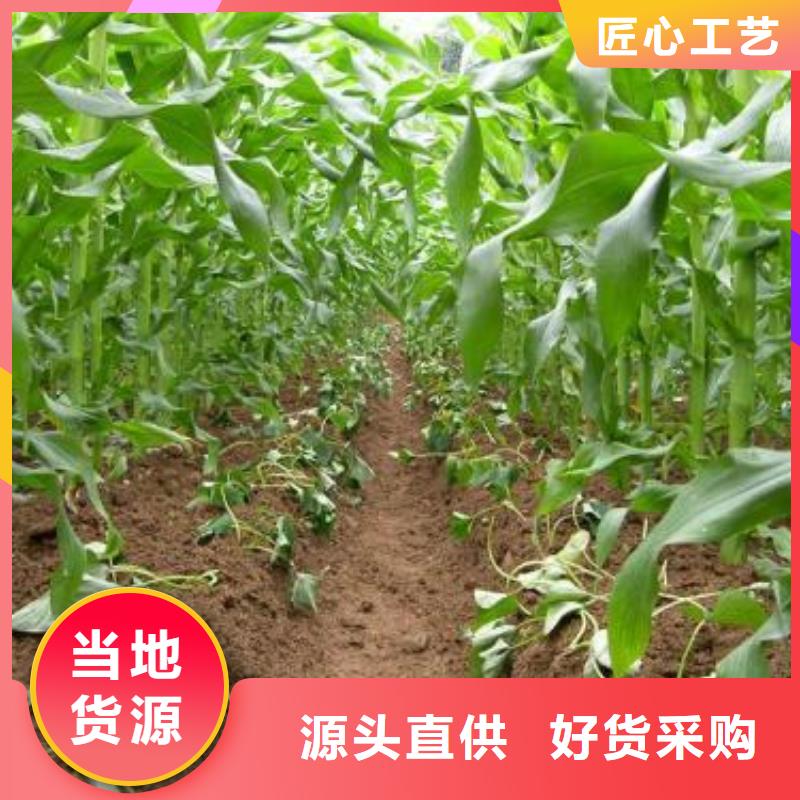 紫薯苗羽衣甘藍粉敢與同行比價格型號全價格低