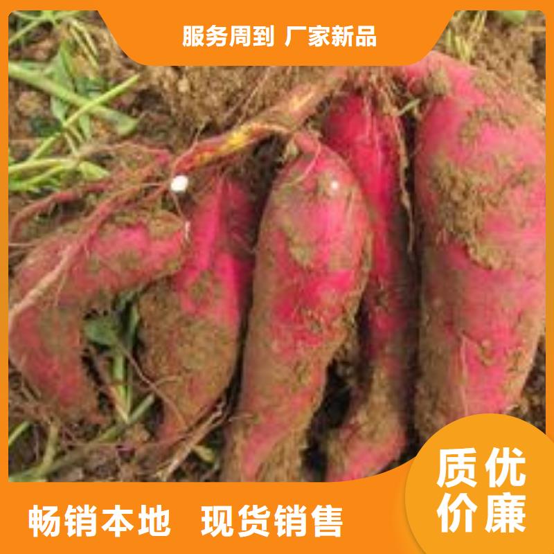 紫薯苗圖片本地經(jīng)銷(xiāo)商