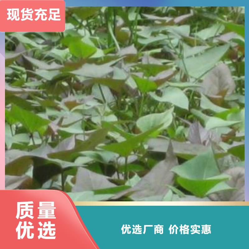 紫薯苗批發(fā)真材實(shí)料加工定制