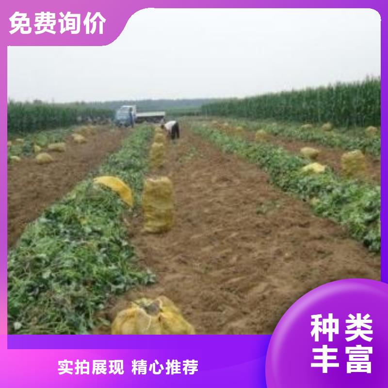 紫薯苗羽衣甘蓝粉技术先进当地供应商