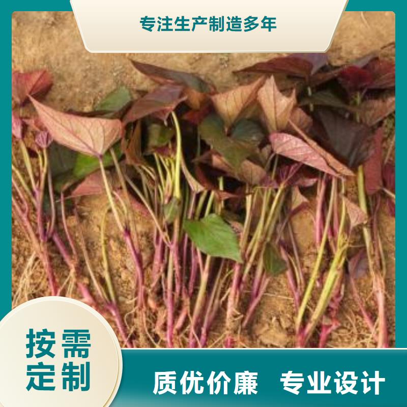 紅薯苗（西瓜紅）廠家價格是多少優(yōu)良工藝