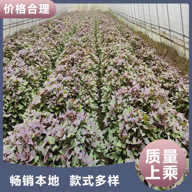 紫薯苗（綾紫）市場(chǎng)報(bào)價(jià)支持定制