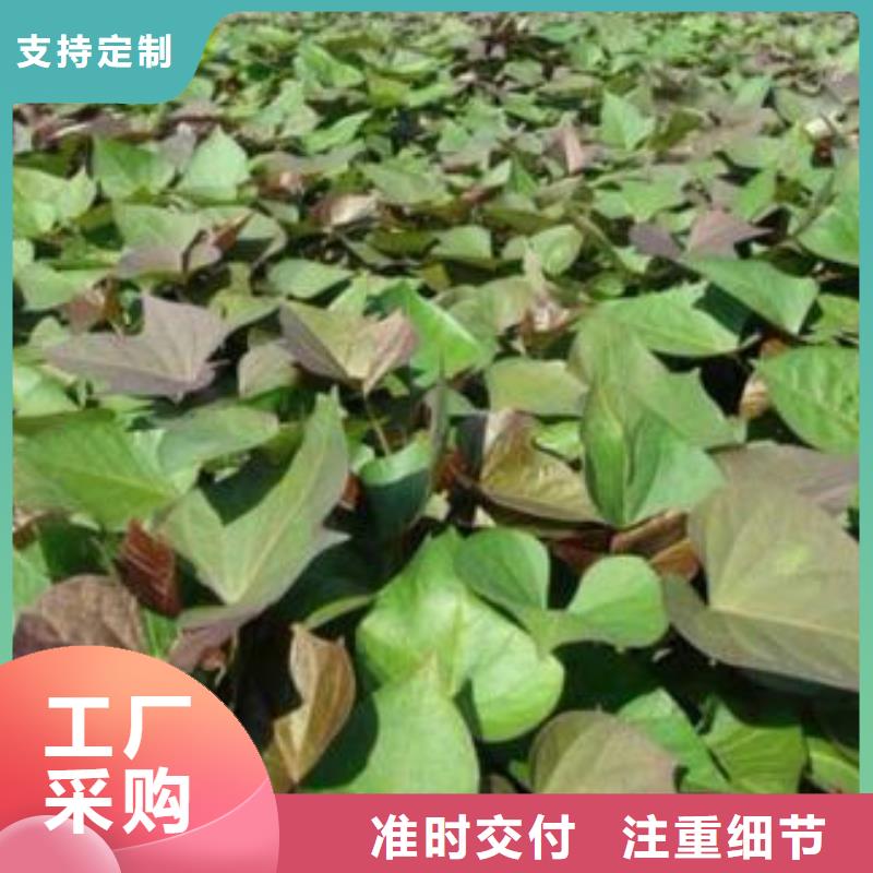 紫薯苗羽衣甘藍(lán)粉物流配貨上門大量現(xiàn)貨
