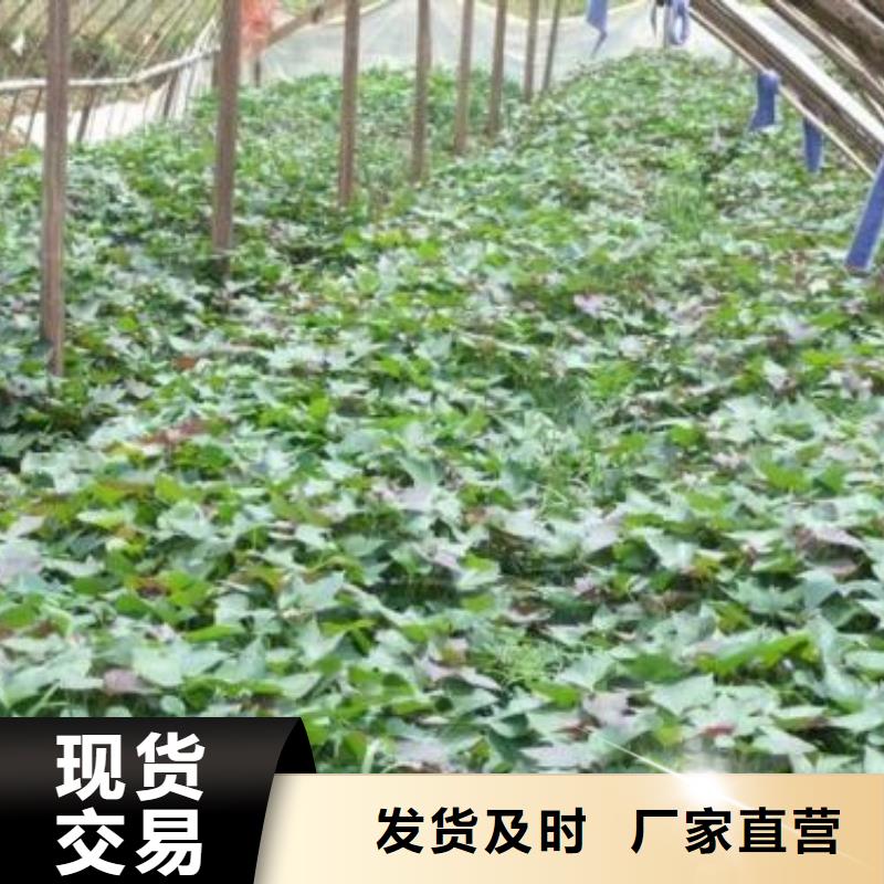 紫薯苗電話本地供應(yīng)商
