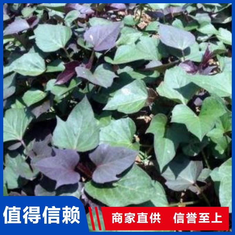 紫薯苗（綾紫）廠家價(jià)格細(xì)節(jié)展示
