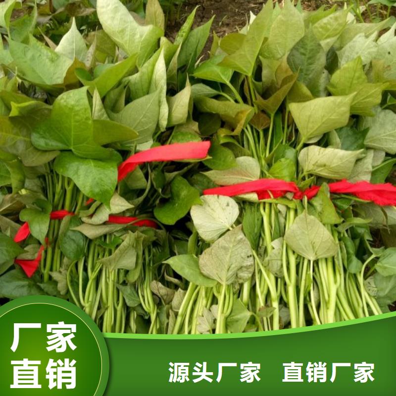 紫甘薯苗2025新苗上市的圖文介紹