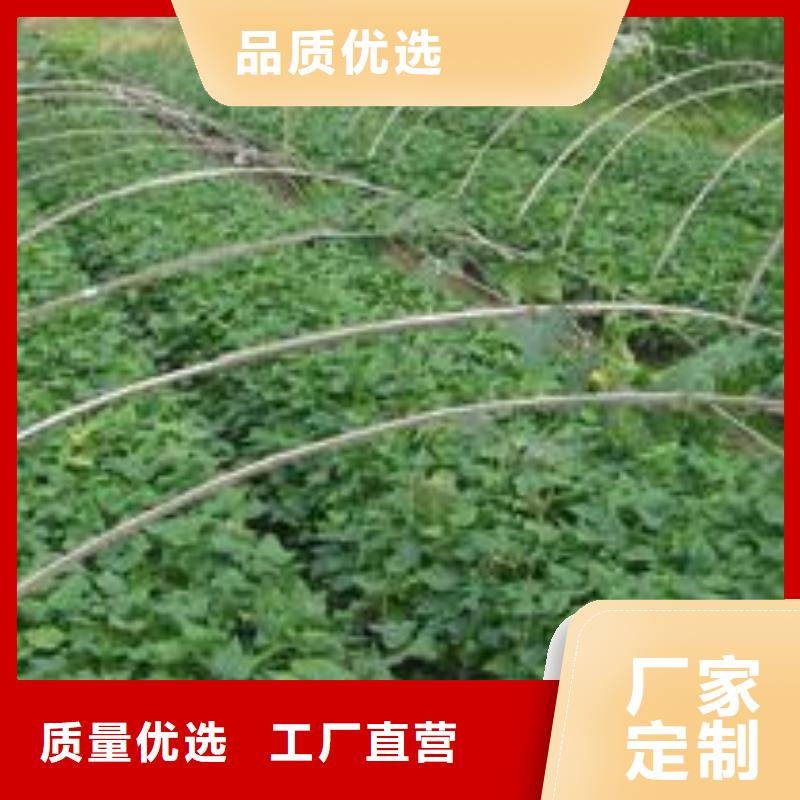 紫薯苗（濟黑2號）多少錢同城經銷商