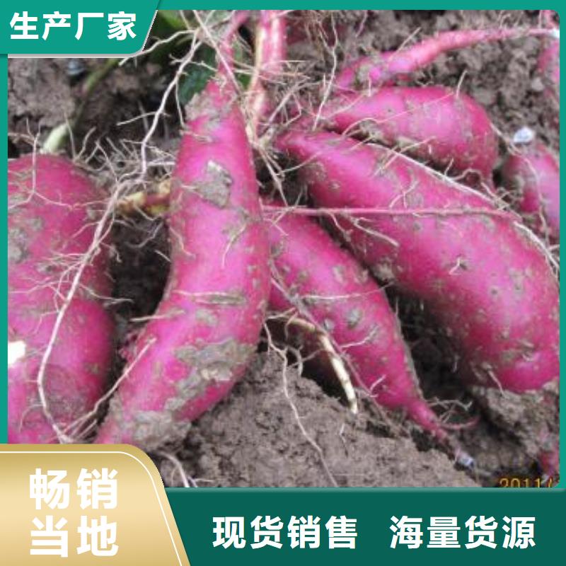 紅薯苗（西瓜紅）2025新苗上市當(dāng)?shù)毓?> </div>
              <div   id=