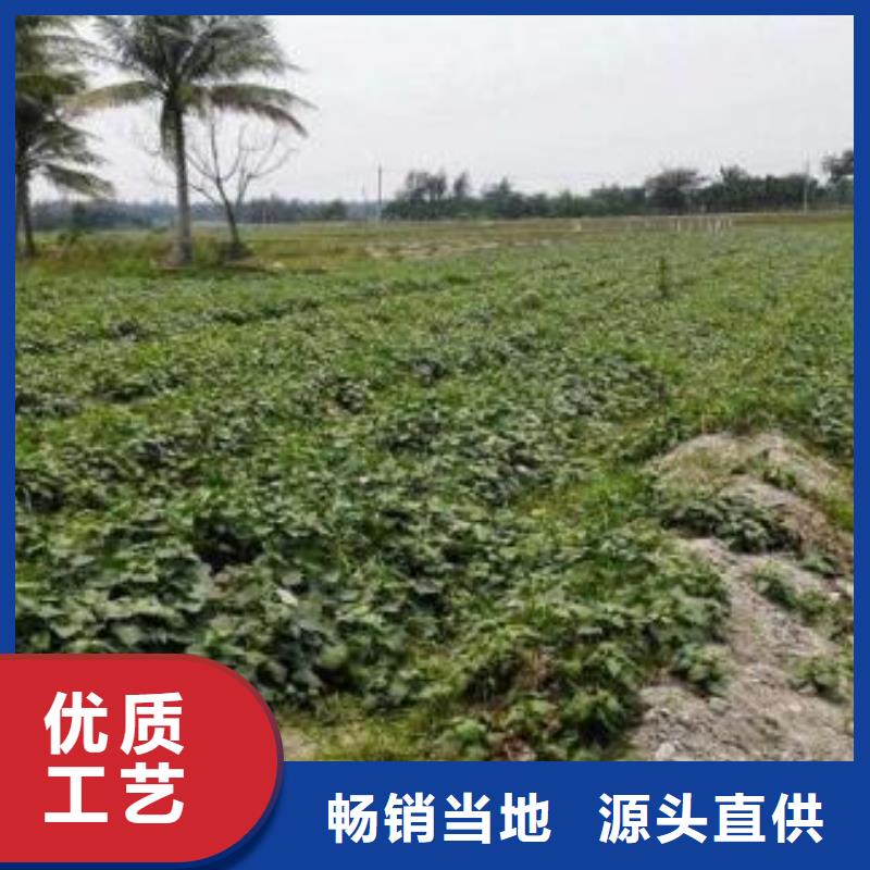 紫薯苗（濟黑2號）廠家價格是多少好廠家有擔(dān)當(dāng)