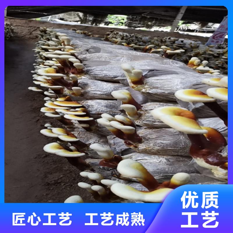 現(xiàn)貨供應(yīng)
孢子靈芝_誠信企業(yè)細(xì)節(jié)展示